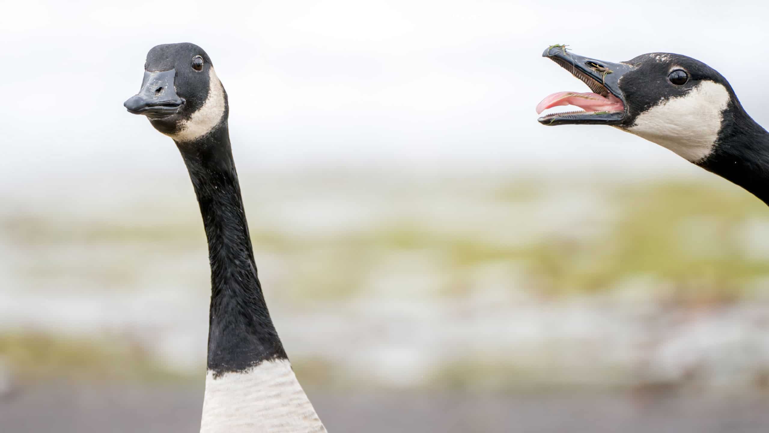 Gansos como sentinelas em presídio de São Pedro de Alcântara