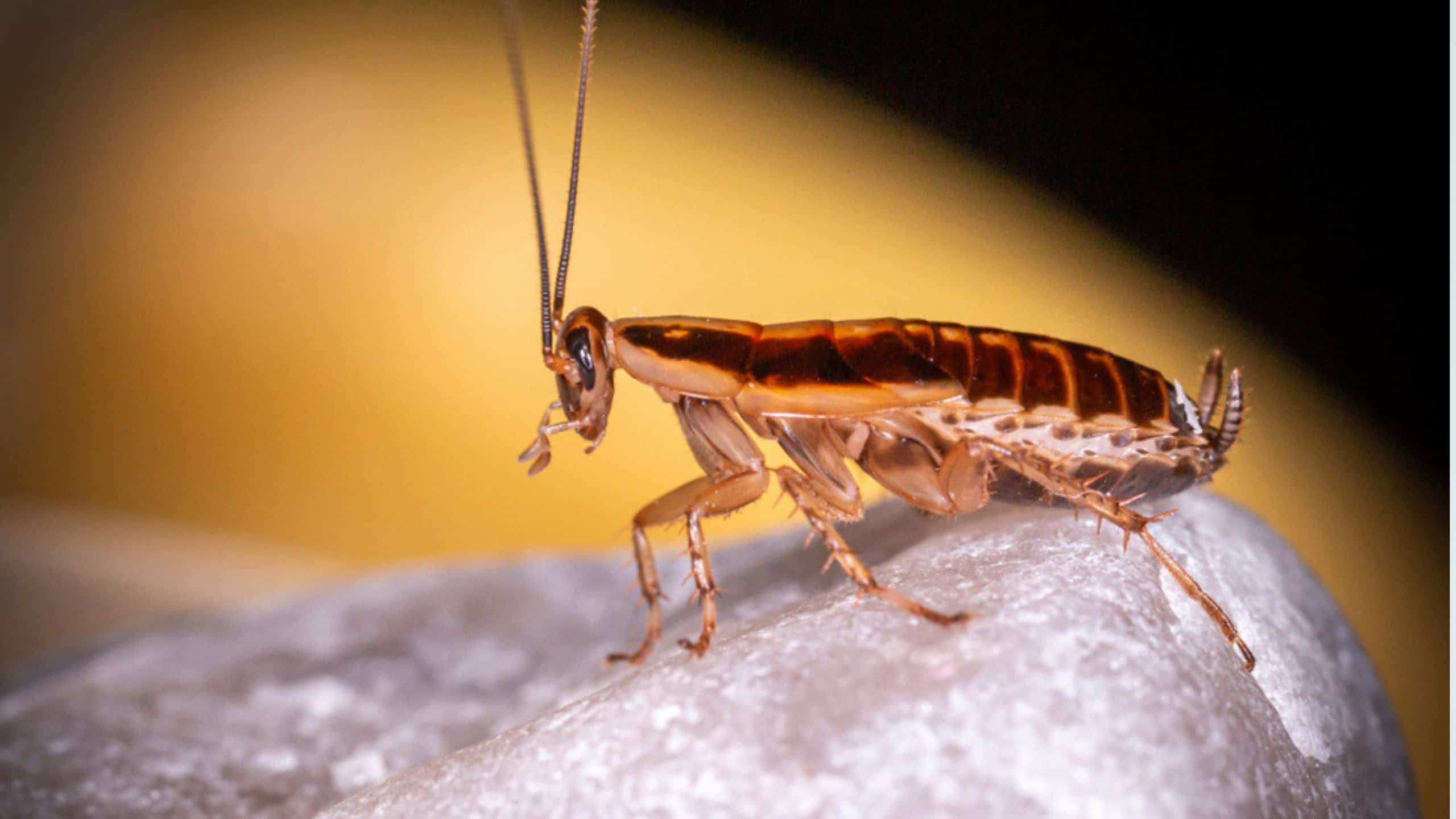 Barata-alemã e o risco de alergias e asma em residências