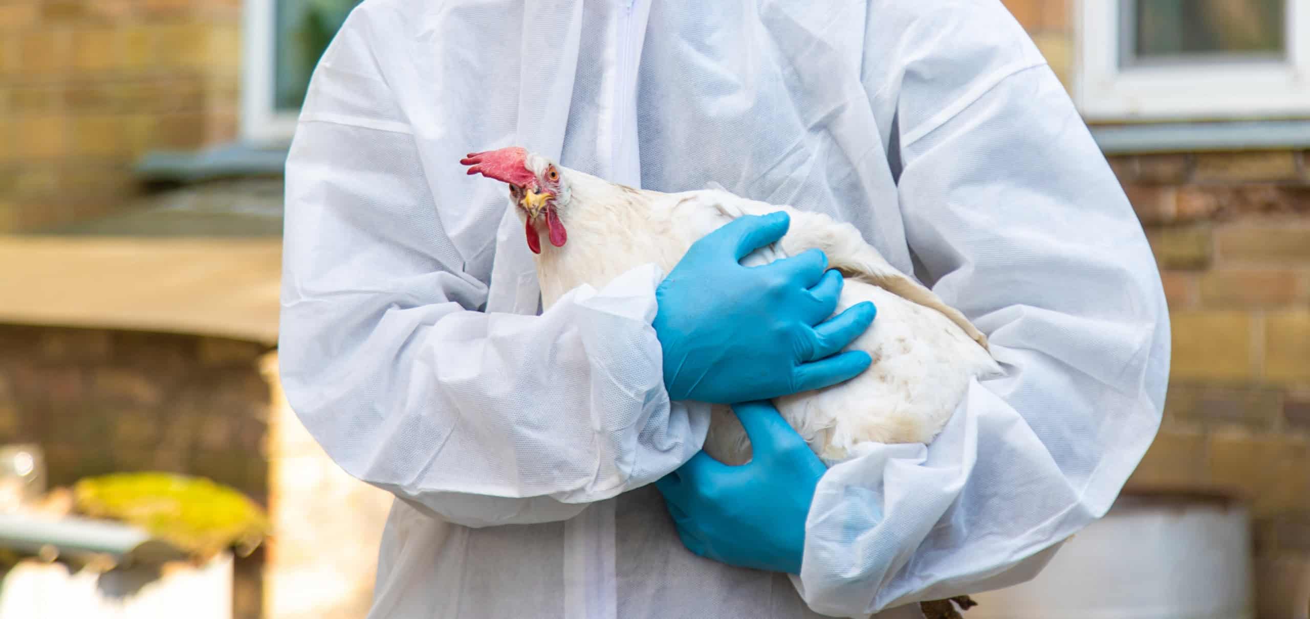 Variante H5N5 da gripe aviária: primeiro caso registrado em Washington